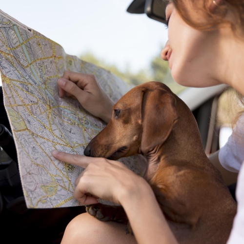 Pet Health Certificates for Travel service banner