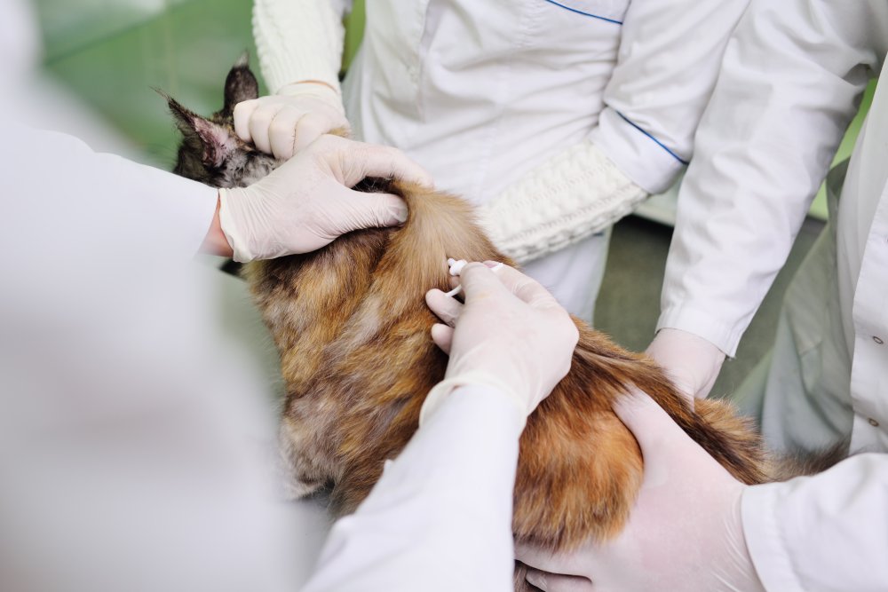 Pet Microchipping service image