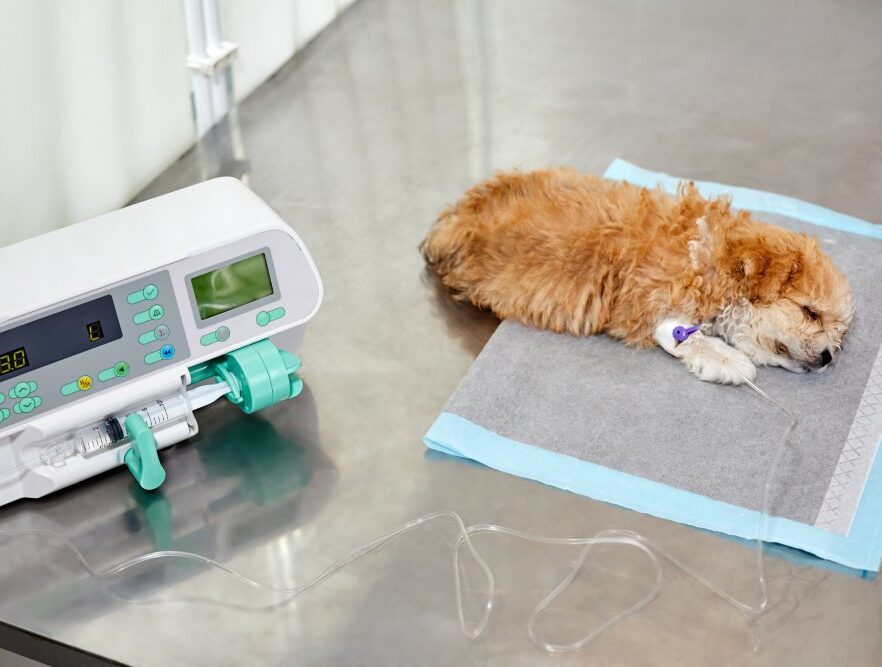 pet anesthetic monitoring service image