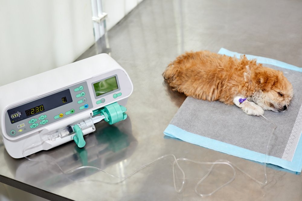 pet anesthetic monitoring service image