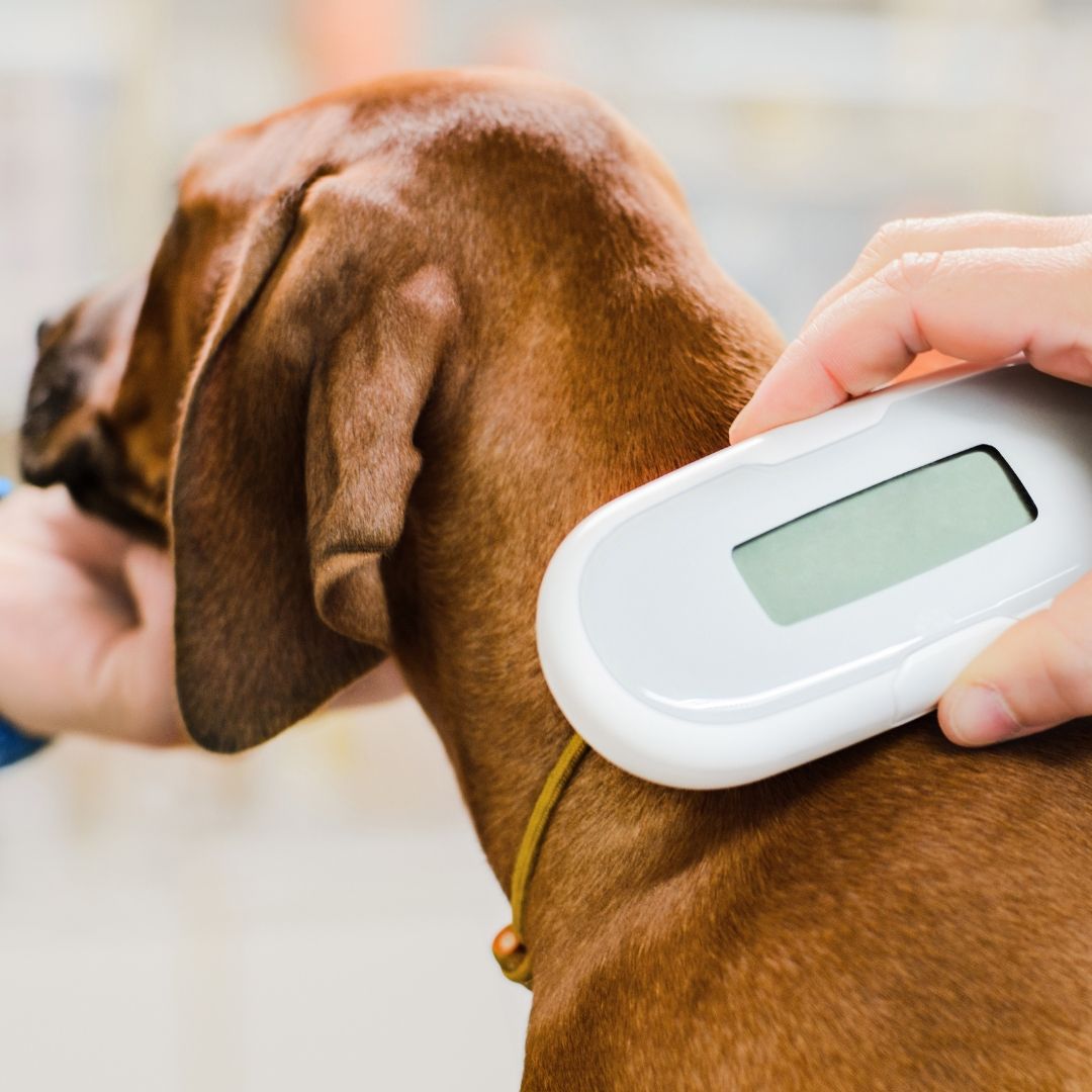 pet microchip