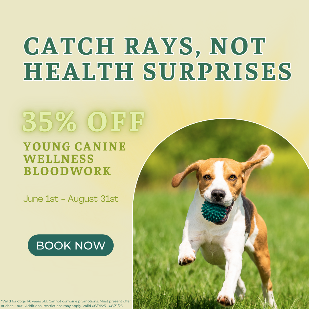 Magic Valley VH Young Canine Wellness Bloodwork