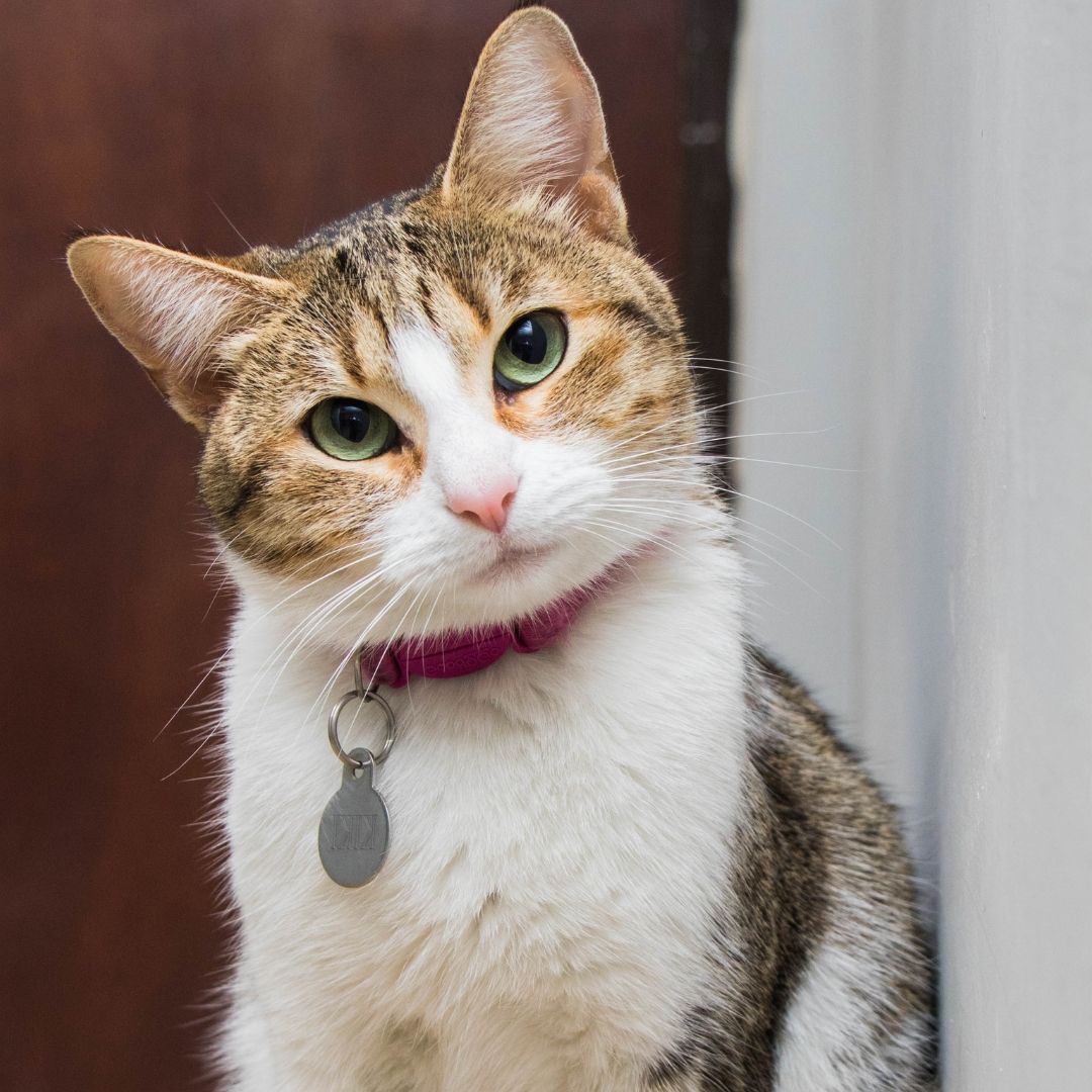 A blue eyes cat