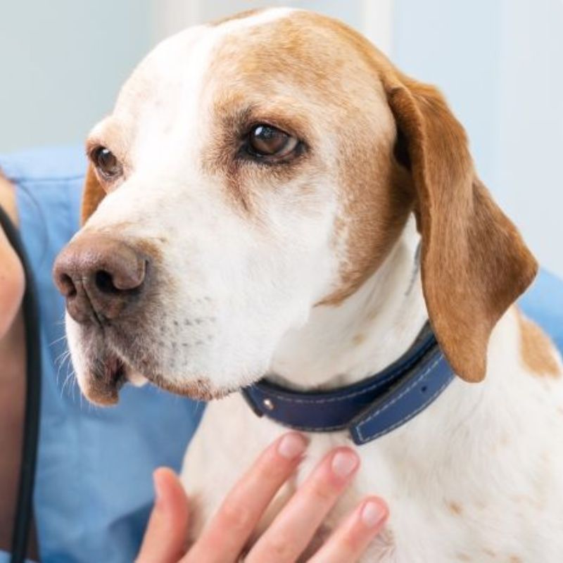 Pet Monitoring