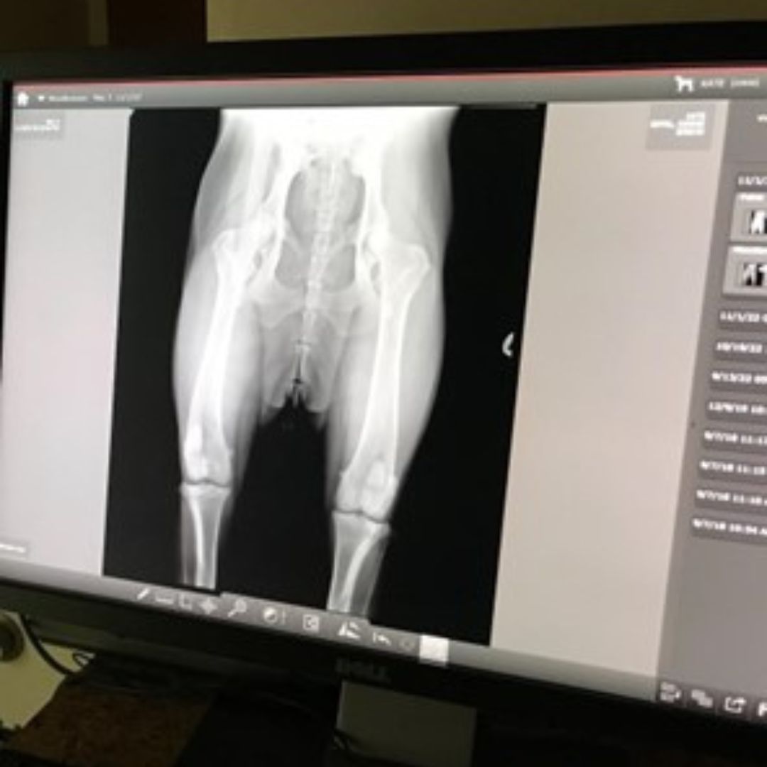 Pet Radiology